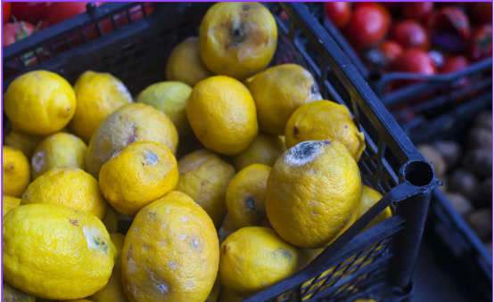Food loss crisis: Decaying lemons in transport crates